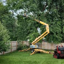 Reliable Mays Landing, NJ Tree Services Solutions