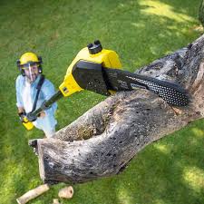 How Our Tree Care Process Works  in  Mays Landing, NJ