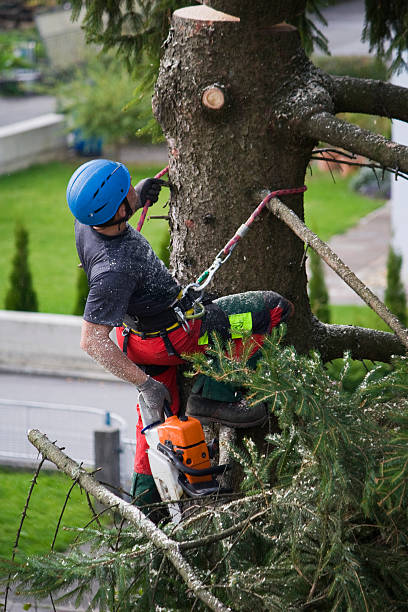 Lawn Renovation and Restoration in Mays Landing, NJ